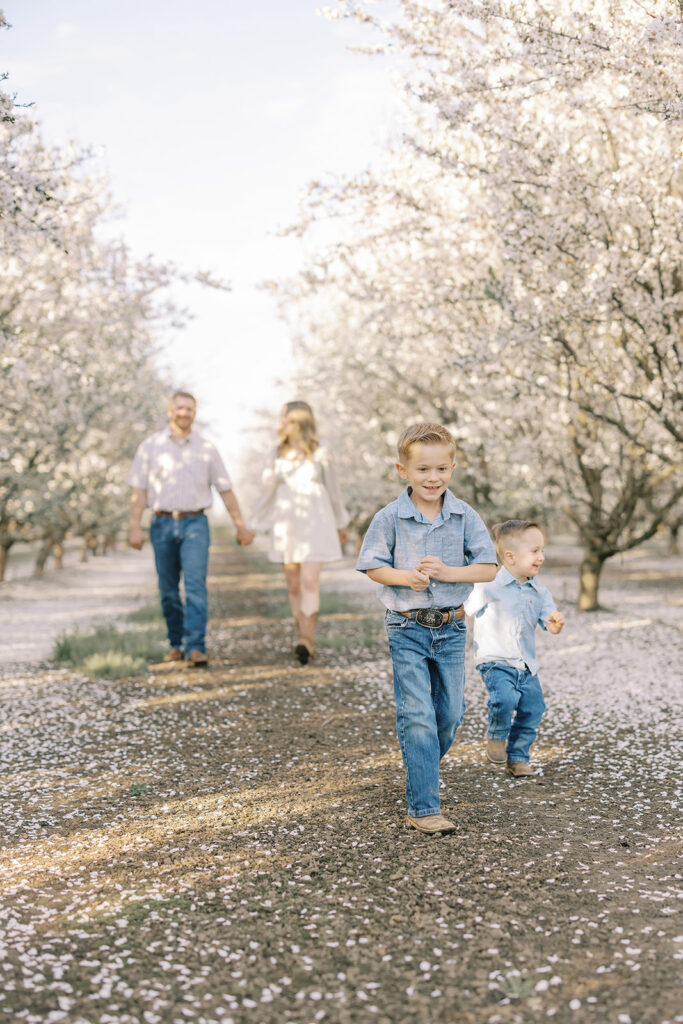 Two young boys run joyfully through an almond orchard as their parents walk hand-in-hand behind them, surrounded by soft white blossoms. Captured by Sacramento family photographer Nicole Hodgson.