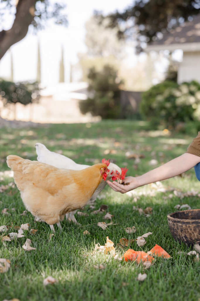 lodi business headshots